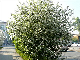 16 мая 2008 г., Барнаул   "Город сад"