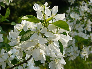 16 мая 2008 г., Барнаул   "Город сад"