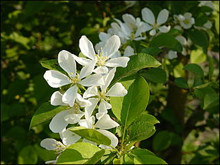 16 мая 2008 г., Барнаул   "Город сад"