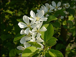 16 мая 2008 г., Барнаул   "Город сад"