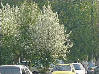 16 мая 2008 г., Барнаул   "Город сад"