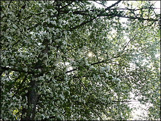 16 мая 2008 г., Барнаул   "Город сад"