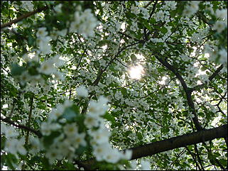 16 мая 2008 г., Барнаул   "Город сад"