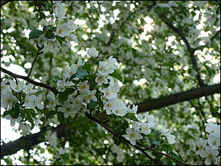 16 мая 2008 г., Барнаул   "Город сад"