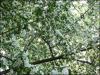 16 мая 2008 г., Барнаул   "Город сад"