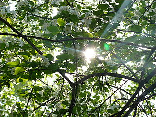 16 мая 2008 г., Барнаул   "Город сад"