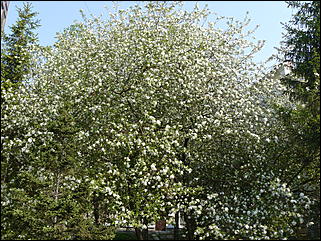 16 мая 2008 г., Барнаул   "Город сад"