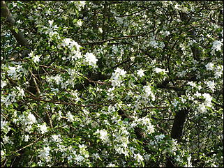 16 мая 2008 г., Барнаул   "Город сад"