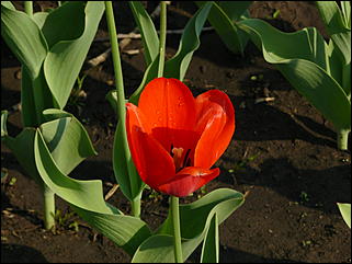 16 мая 2008 г., Барнаул   "Город сад"