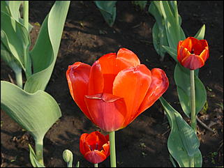 16 мая 2008 г., Барнаул   "Город сад"