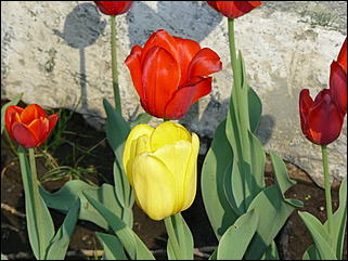 16 мая 2008 г., Барнаул   "Город сад"