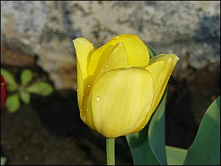 16 мая 2008 г., Барнаул   "Город сад"