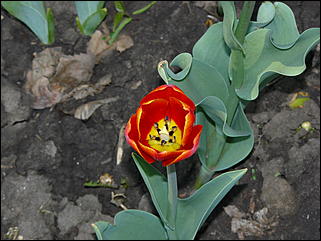 16 мая 2008 г., Барнаул   "Город сад"