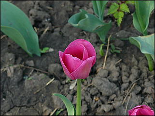 16 мая 2008 г., Барнаул   "Город сад"