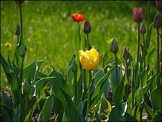 16 мая 2008 г., Барнаул   "Город сад"
