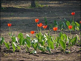 16 мая 2008 г., Барнаул   "Город сад"
