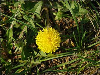 16 мая 2008 г., Барнаул   "Город сад"