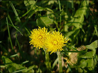 16 мая 2008 г., Барнаул   "Город сад"
