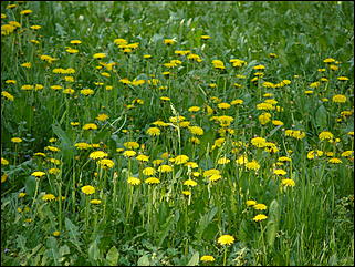 16 мая 2008 г., Барнаул   "Город сад"