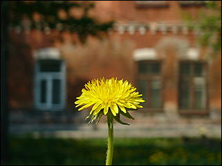 16 мая 2008 г., Барнаул   "Город сад"