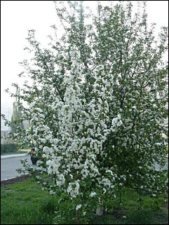 16 мая 2008 г., Барнаул   "Город сад"