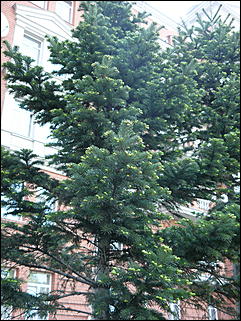 16 мая 2008 г., Барнаул   "Город сад"