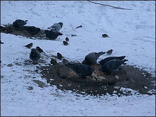    - 30˚С: "замороженный" Барнаул