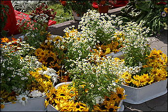 23 августа 2009 г., Барнаул   Праздник цветов и парад невест в Барнауле