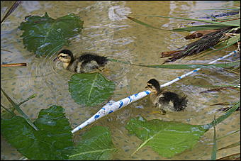 23 августа 2009 г., Барнаул   Праздник цветов и парад невест в Барнауле