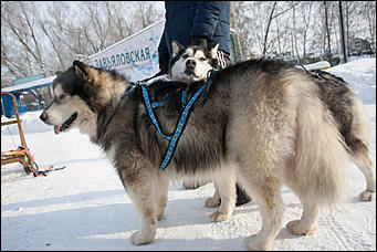 18 ноябрь 2016 г., Барнаул   Как алтайский Дед Мороз отпраздновал день рождения. Фоторепортаж