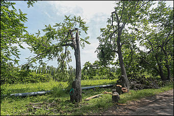 28 июня 2018 г., Барнаул. Екатерина Смолихина   Сломленный: барнаульский дендрарий после жуткого шторма