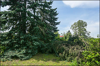 28 июня 2018 г., Барнаул. Екатерина Смолихина   Сломленный: барнаульский дендрарий после жуткого шторма