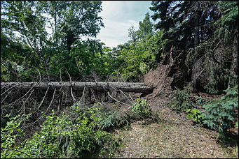 28 июня 2018 г., Барнаул. Екатерина Смолихина   Сломленный: барнаульский дендрарий после жуткого шторма