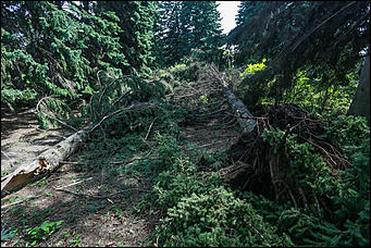 28 июня 2018 г., Барнаул. Екатерина Смолихина   Сломленный: барнаульский дендрарий после жуткого шторма