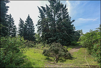 28 июня 2018 г., Барнаул. Екатерина Смолихина   Сломленный: барнаульский дендрарий после жуткого шторма