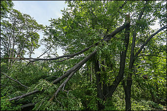 28 июня 2018 г., Барнаул. Екатерина Смолихина   Сломленный: барнаульский дендрарий после жуткого шторма