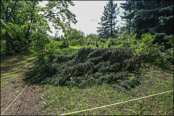 28 июня 2018 г., Барнаул. Екатерина Смолихина   Сломленный: барнаульский дендрарий после жуткого шторма