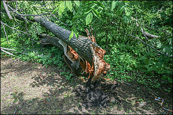 28 июня 2018 г., Барнаул. Екатерина Смолихина   Сломленный: барнаульский дендрарий после жуткого шторма
