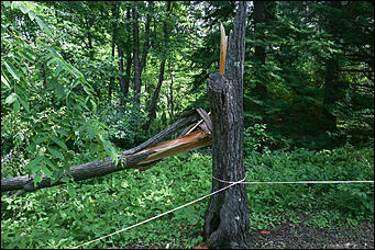 28 июня 2018 г., Барнаул. Екатерина Смолихина   Сломленный: барнаульский дендрарий после жуткого шторма