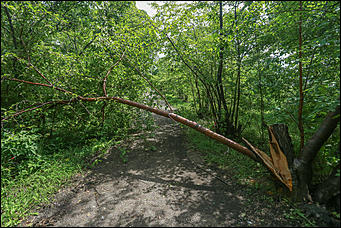 28 июня 2018 г., Барнаул. Екатерина Смолихина   Сломленный: барнаульский дендрарий после жуткого шторма