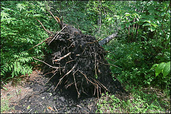 28 июня 2018 г., Барнаул. Екатерина Смолихина   Сломленный: барнаульский дендрарий после жуткого шторма
