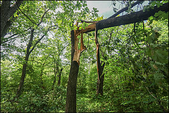 28 июня 2018 г., Барнаул. Екатерина Смолихина   Сломленный: барнаульский дендрарий после жуткого шторма