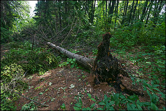 28 июня 2018 г., Барнаул. Екатерина Смолихина   Сломленный: барнаульский дендрарий после жуткого шторма