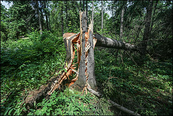 28 июня 2018 г., Барнаул. Екатерина Смолихина   Сломленный: барнаульский дендрарий после жуткого шторма