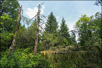 28 июня 2018 г., Барнаул. Екатерина Смолихина   Сломленный: барнаульский дендрарий после жуткого шторма