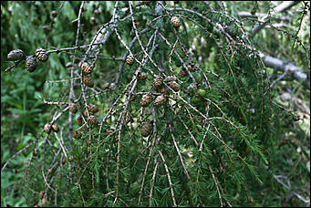 28 июня 2018 г., Барнаул. Екатерина Смолихина   Сломленный: барнаульский дендрарий после жуткого шторма
