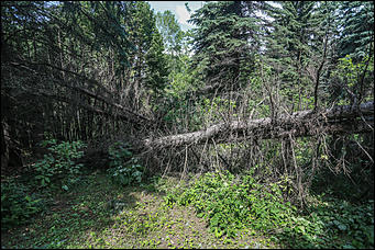 28 июня 2018 г., Барнаул. Екатерина Смолихина   Сломленный: барнаульский дендрарий после жуткого шторма