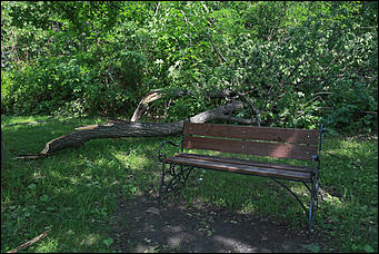 28 июня 2018 г., Барнаул. Екатерина Смолихина   Сломленный: барнаульский дендрарий после жуткого шторма