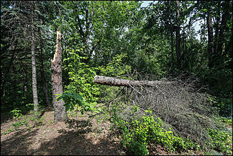 28 июня 2018 г., Барнаул. Екатерина Смолихина   Сломленный: барнаульский дендрарий после жуткого шторма
