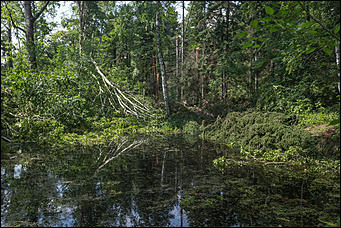 28 июня 2018 г., Барнаул. Екатерина Смолихина   Сломленный: барнаульский дендрарий после жуткого шторма